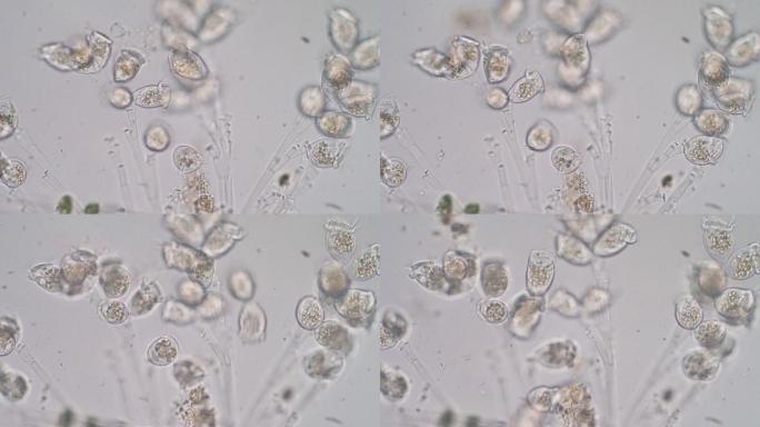 活旋涡菌新冠病毒细菌细胞微生物真菌