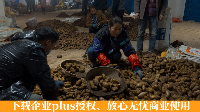 冬季临晨云南昭通小草坝鲜天麻地下交易市场