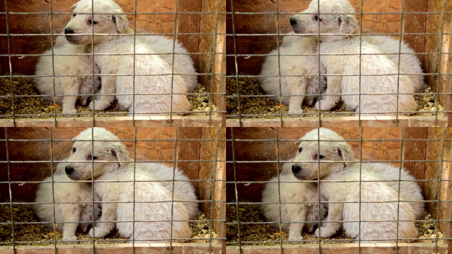 关在笼子里等待收养的白色小狗