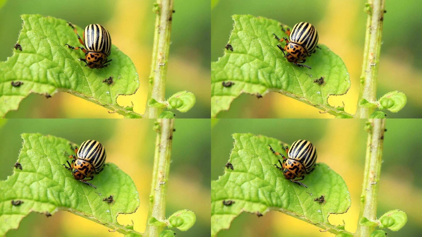 甲虫在吃土豆叶