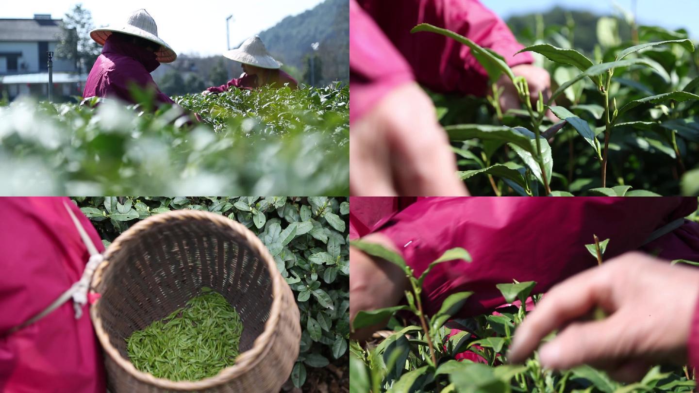茶园茶叶采摘农业产业