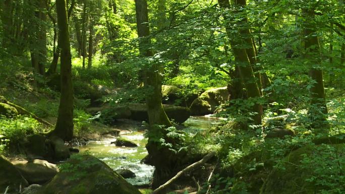 森林中的石溪幽静丛林绿色生态原始树林