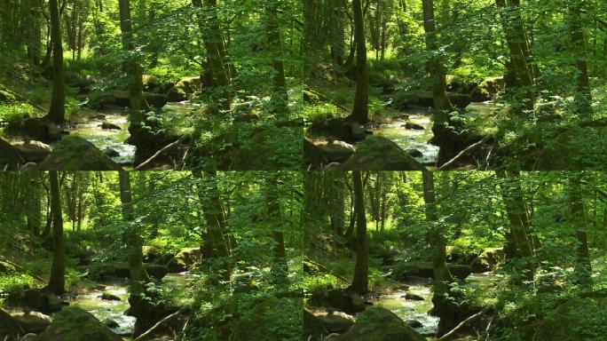 森林中的石溪幽静丛林绿色生态原始树林