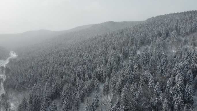 冬季的雪松