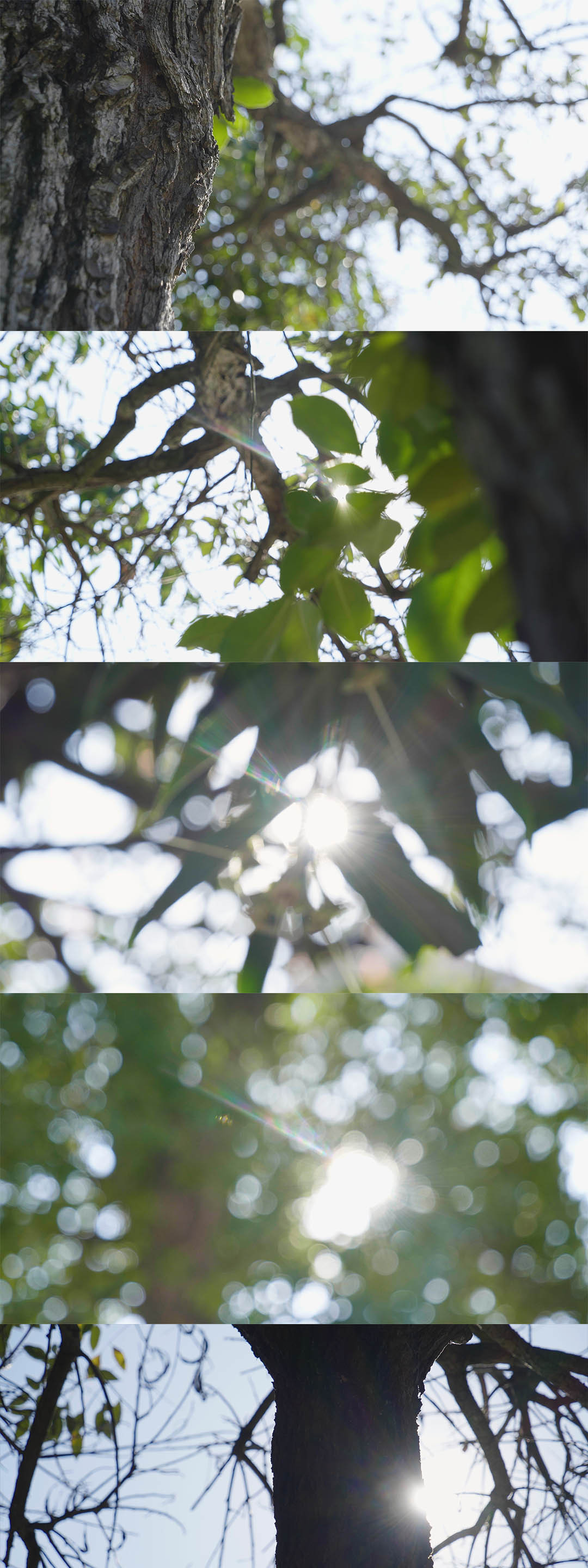 阳光透过树叶- 唯美公园空镜4k