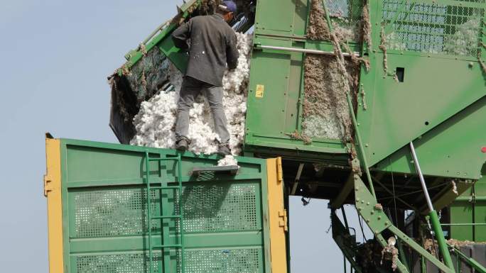 一名农业工人将收获的棉花倾倒到拖车中