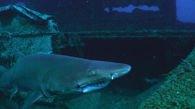 斑齿鲨大白鲨海水水底