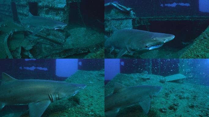 斑齿鲨大白鲨海水水底
