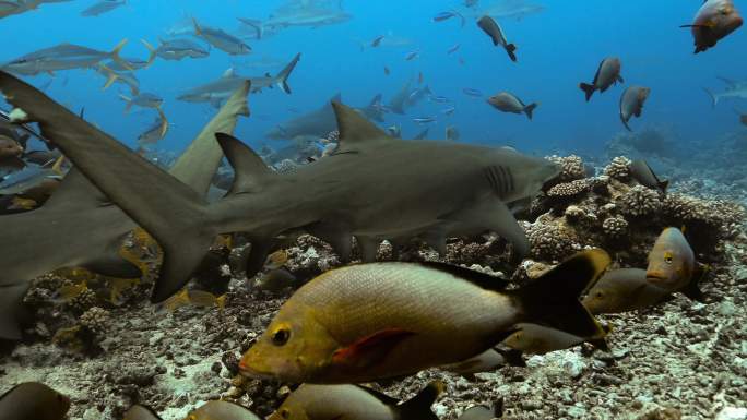 位于太平洋的柠檬鲨和鱼群。