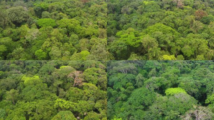 刚果盆地绿色雨林树叶鸟瞰图