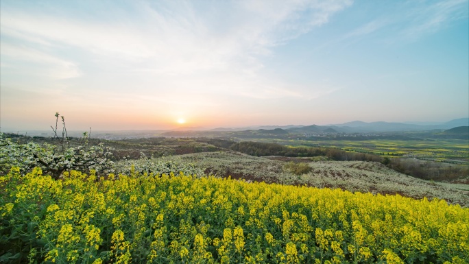 油菜花海梨花海同框日出日落4K延时