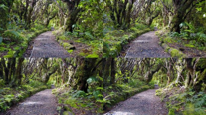 森林绿色林间小路小道穿梭