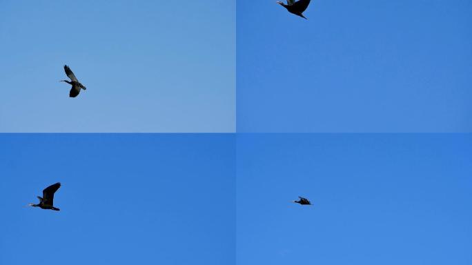 鸟在蓝天下飞行湿地湖泊鸟类生态环境保护野