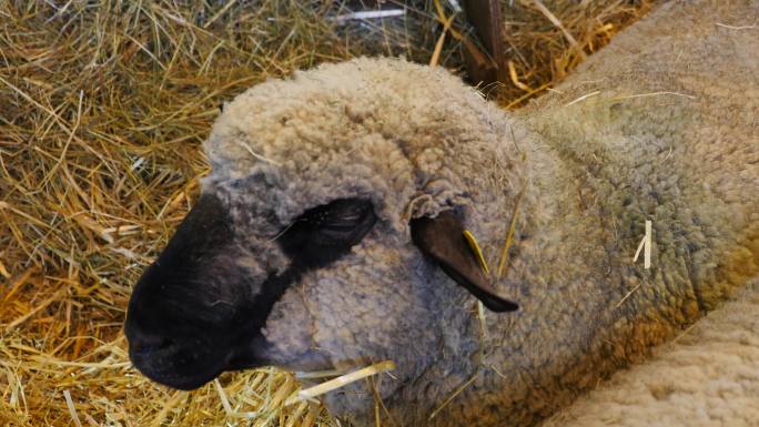 羊圈中的绵羊咀嚼羊圈里黑色的嘴巴
