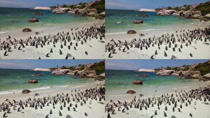 南非开普敦西蒙镇巨石滩上的企鹅