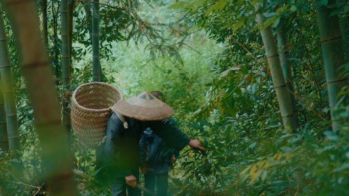 【4K】上山采药挖野黄精挖中草药