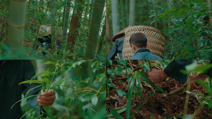 【4K】上山采药挖野黄精挖中草药