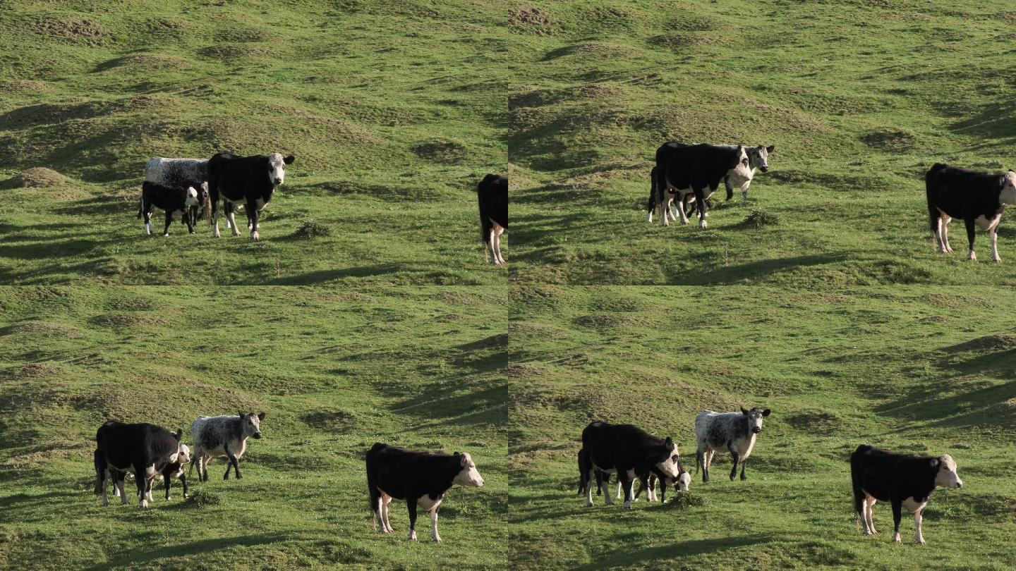 农场里的牛在傍晚的阳光下进食