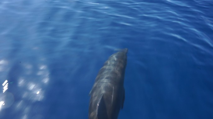 太平洋中的海豚记录纪实水面海底实拍浮潜