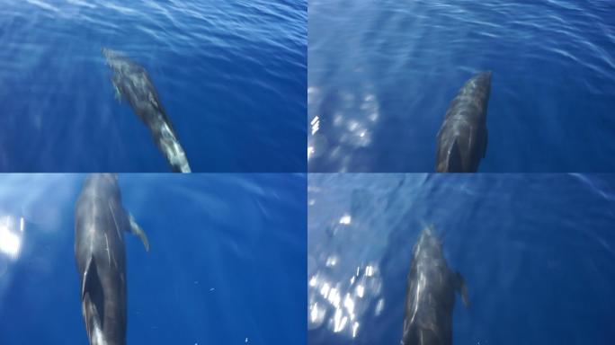 太平洋中的海豚记录纪实水面海底实拍浮潜