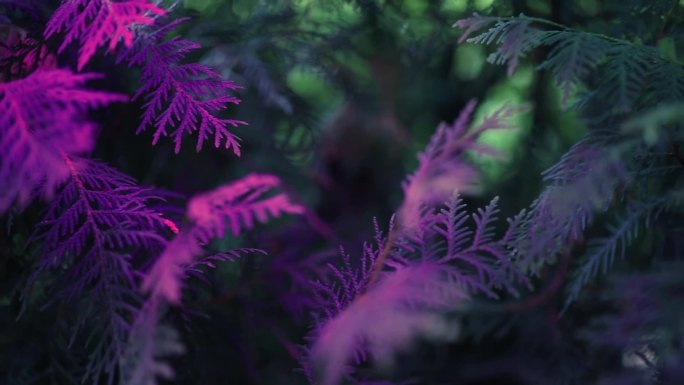 植物园霓虹灯下的紫荆