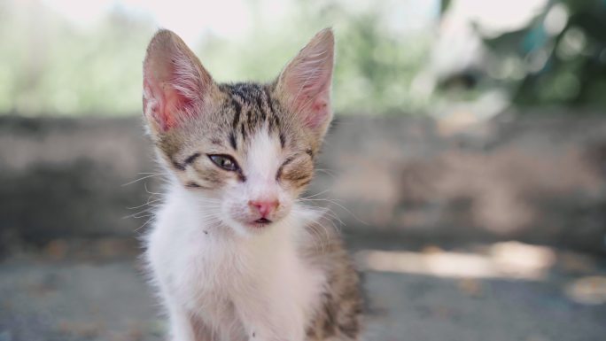 在户外肮脏无家可归的小猫