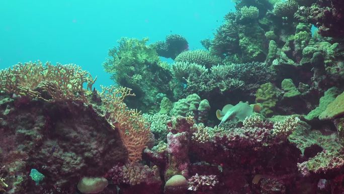黄貂鱼海底世界珊瑚礁