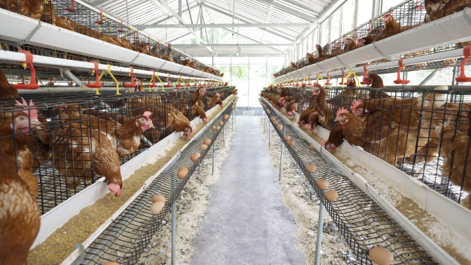 农场产地基地产业饲养养殖鸡舍养鸡场