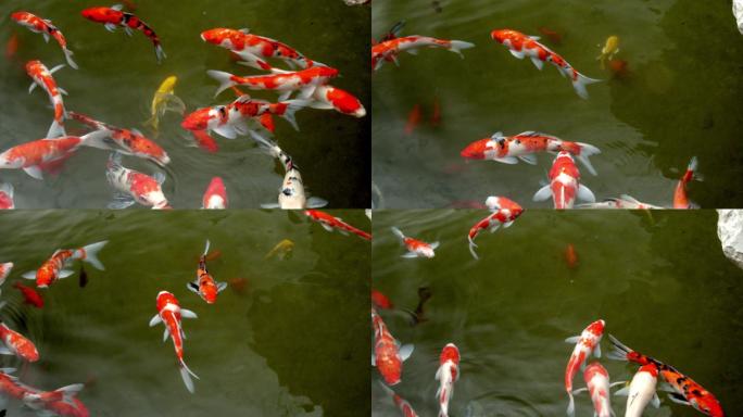 锦鲤，庭院吃糖游来游去的金鱼