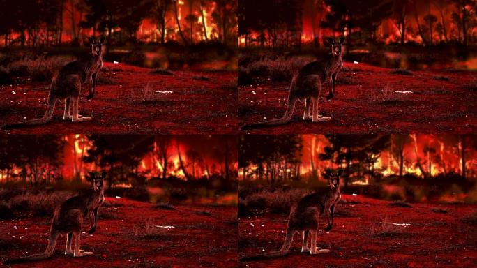 丛林大火期间，袋鼠被火山灰和烟雾覆盖