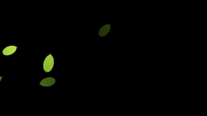绿叶快速闪烁动画