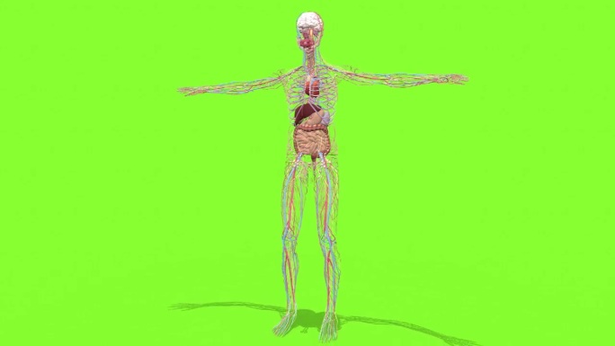 3dmax人体结构肌肉经络神经系统模型