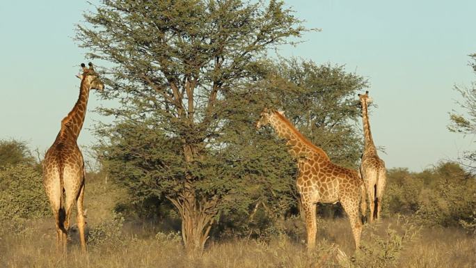 长颈鹿野外非洲大草原