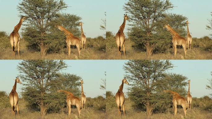 长颈鹿野外非洲大草原