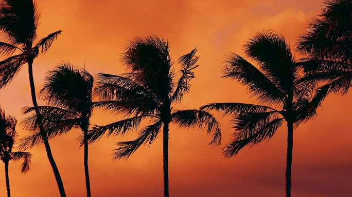 日落时的棕榈树热带雨林晚霞傍晚夕阳风景风