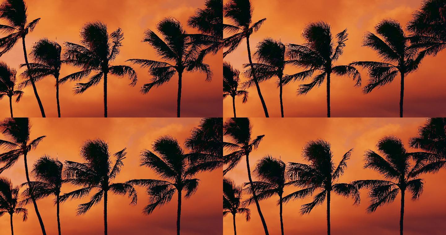 日落时的棕榈树热带雨林晚霞傍晚夕阳风景风