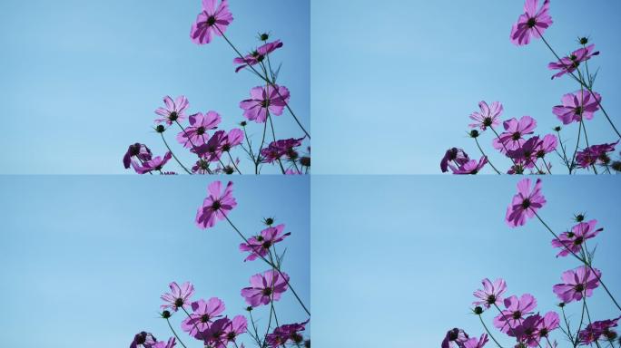 蓝天背景下，花随风飘动。