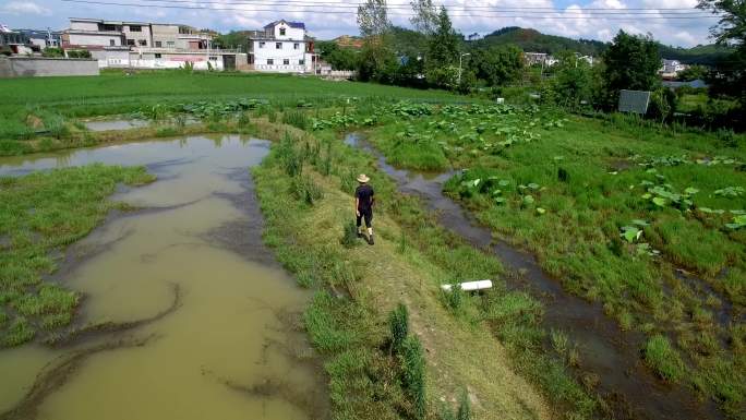 原创实拍乡村振兴 荷花池 农民赶鸭子