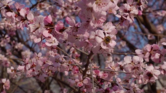 春天里树上开满了鲜花