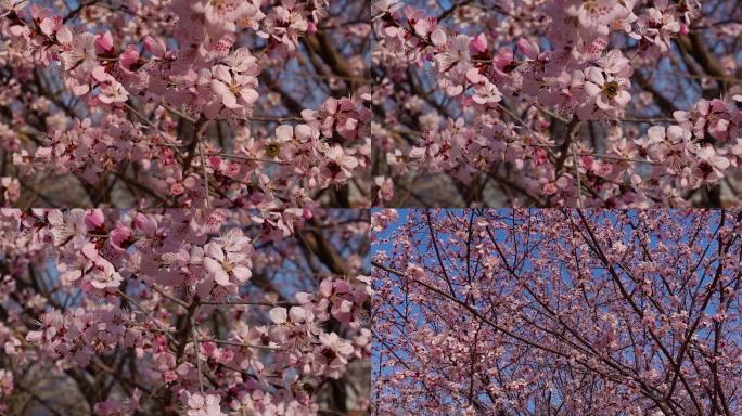 春天里树上开满了鲜花