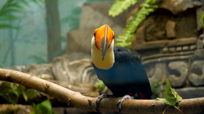 美丽的大型橙色喙鸟巨嘴鸟