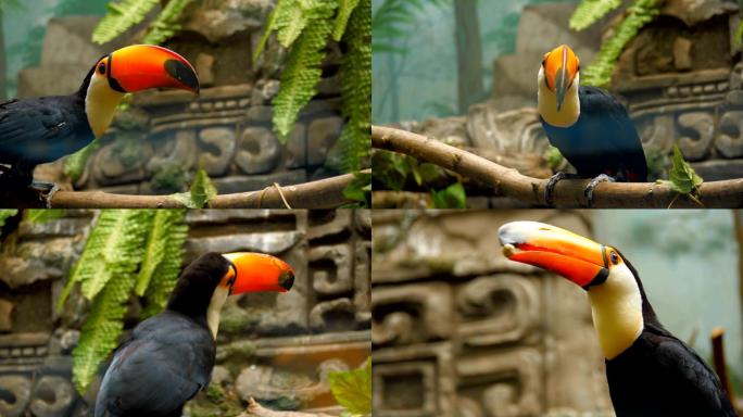 美丽的大型橙色喙鸟巨嘴鸟