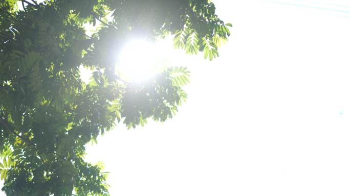 阳光透射过树叶