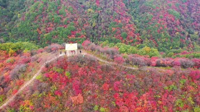 满山红叶 甘山红叶 秋天