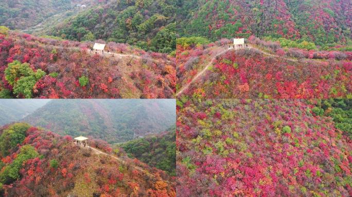 满山红叶 甘山红叶 秋天