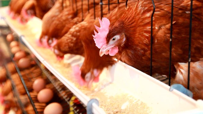 农场基地产业饲养养殖养鸡场