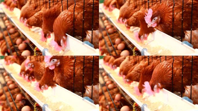 农场基地产业饲养养殖养鸡场