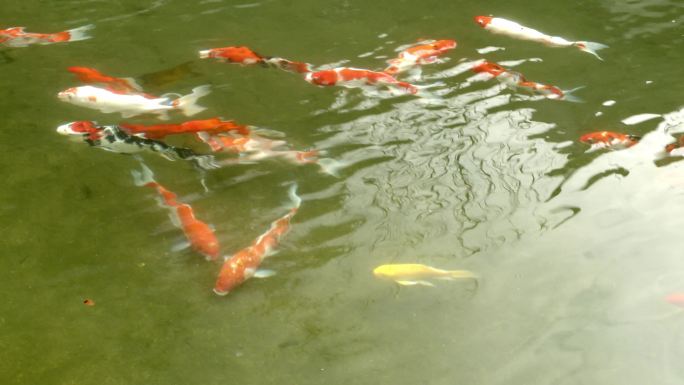 锦鲤，庭院池塘游来游去的金鱼