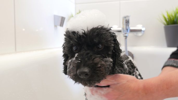 可爱的小狗正在浴缸里洗澡