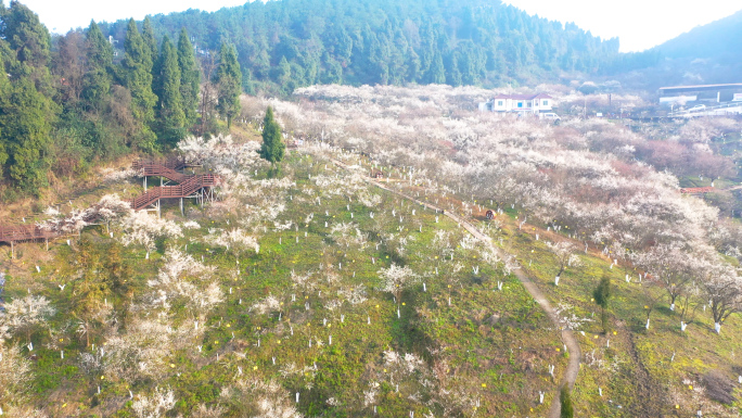 达川区乌梅花开